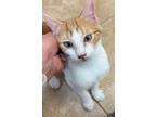 Adopt Steve O a Domestic Shorthair / Mixed (short coat) cat in Grand Junction
