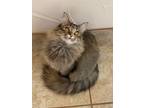 Adopt Ember a Domestic Mediumhair / Mixed (long coat) cat in Grand Junction