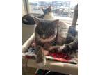 Adopt Livvy a Domestic Shorthair / Mixed (short coat) cat in Grand Junction