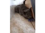 Adopt Duke a Domestic Shorthair / Mixed (short coat) cat in Grand Junction