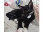 Adopt Syrah a Domestic Shorthair / Mixed (short coat) cat in Grand Junction