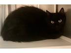 Adopt Polly a Domestic Shorthair / Mixed (short coat) cat in Grand Junction