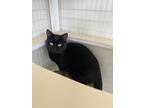 Adopt Fudge a Domestic Shorthair / Mixed (short coat) cat in Grand Junction
