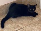 Adopt Dorito a Domestic Shorthair / Mixed (short coat) cat in Grand Junction