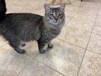 Adopt Monica a Domestic Mediumhair / Mixed (short coat) cat in Grand Junction