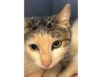 Adopt Cookie a Domestic Shorthair / Mixed (short coat) cat in Grand Junction