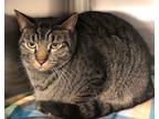 Adopt Tinsley a Domestic Shorthair / Mixed (short coat) cat in Grand Junction