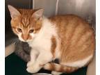 Adopt Citrus a Domestic Shorthair / Mixed (short coat) cat in Grand Junction