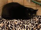 Adopt Mia a Domestic Shorthair / Mixed (short coat) cat in Grand Junction