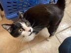 Adopt Ella a Domestic Shorthair / Mixed (short coat) cat in Grand Junction