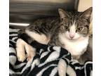 Adopt Koi a Domestic Shorthair / Mixed (short coat) cat in Grand Junction