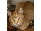 Adopt Merrick a Domestic Shorthair / Mixed (short coat) cat in Grand Junction