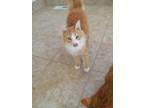 Adopt Geri a Domestic Shorthair / Mixed (short coat) cat in Grand Junction