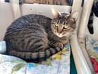 Adopt Marta a Domestic Shorthair / Mixed (short coat) cat in Grand Junction
