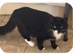 Adopt Sebastian a Domestic Mediumhair / Mixed (short coat) cat in Grand