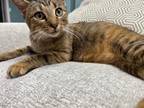 Adopt Dorothea a Domestic Shorthair / Mixed (short coat) cat in Hoover