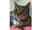 Adopt Polly a Domestic Shorthair / Mixed (short coat) cat in Portland