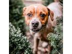 Adopt Gnomeo a Red/Golden/Orange/Chestnut Australian Cattle Dog / Mixed dog in