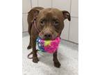 Adopt Clifford a Brown/Chocolate American Pit Bull Terrier / Mixed Breed