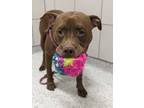 Adopt Clifford a Brown/Chocolate American Pit Bull Terrier / Mixed dog in Oak
