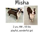 Adopt Misha a Mixed Breed (Medium) / Mixed dog in Albany, GA (40673282)