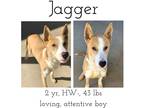 Adopt Jagger a Mixed Breed (Medium) / Mixed dog in Albany, GA (40673280)
