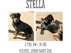 Adopt Stella a Rottweiler / Mixed dog in Albany, GA (40673279)