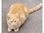 Adopt Pat a Orange or Red Tabby Domestic Shorthair (short coat) cat in