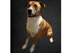 Adopt Moe a Red/Golden/Orange/Chestnut - with White Hound (Unknown Type) / Mixed