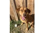 Adopt Jenny a Tan/Yellow/Fawn Labrador Retriever / Mixed dog in Berea