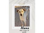 Adopt Hans a Carolina Dog dog in Lukeville, AZ (40497606)