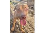 Adopt Daisy a Red/Golden/Orange/Chestnut Hound (Unknown Type) / American Pit