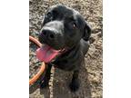 Adopt Hera a Black American Pit Bull Terrier / Mixed Breed (Medium) / Mixed