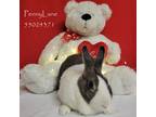 Adopt Pennylane a Sable American / American / Mixed (short coat) rabbit in