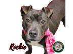 Adopt 23-12-4009 Rockie a Pit Bull Terrier / Mixed dog in Dallas, GA (40301385)