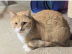 Adopt Nero a Orange or Red Tabby Domestic Shorthair (short coat) cat in