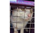 Adopt Boomer a White Domestic Shorthair cat in Acworth, GA (40661137)
