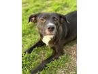 Adopt Titanium a Black Labrador Retriever / Mixed dog in San Antonio