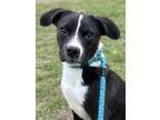 Adopt Iron a Black Labrador Retriever / Mixed dog in San Antonio, TX (40670897)