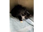 Adopt Mary Bonnet a Domestic Shorthair / Mixed (short coat) cat in Meriden