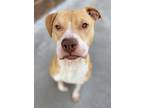 Adopt Susan a Tan/Yellow/Fawn Mixed Breed (Medium) / Mixed dog in Reidsville