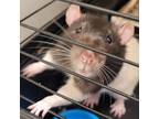 Adopt Crab a White Rat / Rat / Mixed small animal in Kingston, ON (40004358)