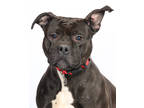 Adopt Athena a Black American Pit Bull Terrier / Mixed Breed (Medium) / Mixed