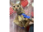 Adopt Apricot a Orange or Red Domestic Shorthair / Mixed Breed (Medium) / Mixed