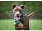Adopt Peter aka Max a Brown/Chocolate Pit Bull Terrier / Mixed dog in Southbury