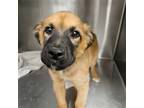 Adopt Chestnut a Mixed Breed (Medium) / Mixed dog in Rancho Santa Fe