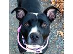 Adopt Jovie a American Staffordshire Terrier / Mixed dog in Westminster