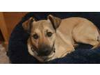 Adopt Brisket pna Biscuit a Tan/Yellow/Fawn - with Black Shepherd (Unknown Type)