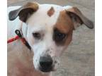 Adopt 2/6/24 a White Mixed Breed (Large) / Mixed dog in Wichita Falls
