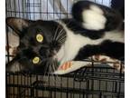 Adopt Billy a Black & White or Tuxedo Domestic Shorthair / Mixed cat in Challis